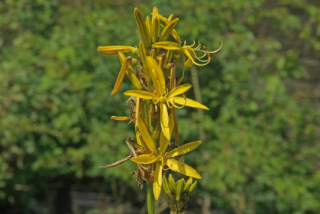 Asphodeline luteaGele affodil bestellen